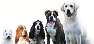 Les nouveaux Daltons